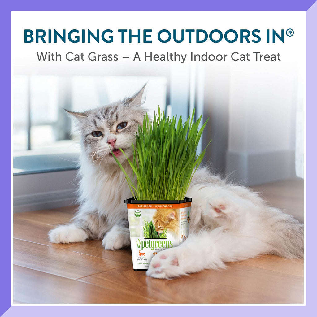 Organic Cat Grass Plant with Stand 3 Pack J673
