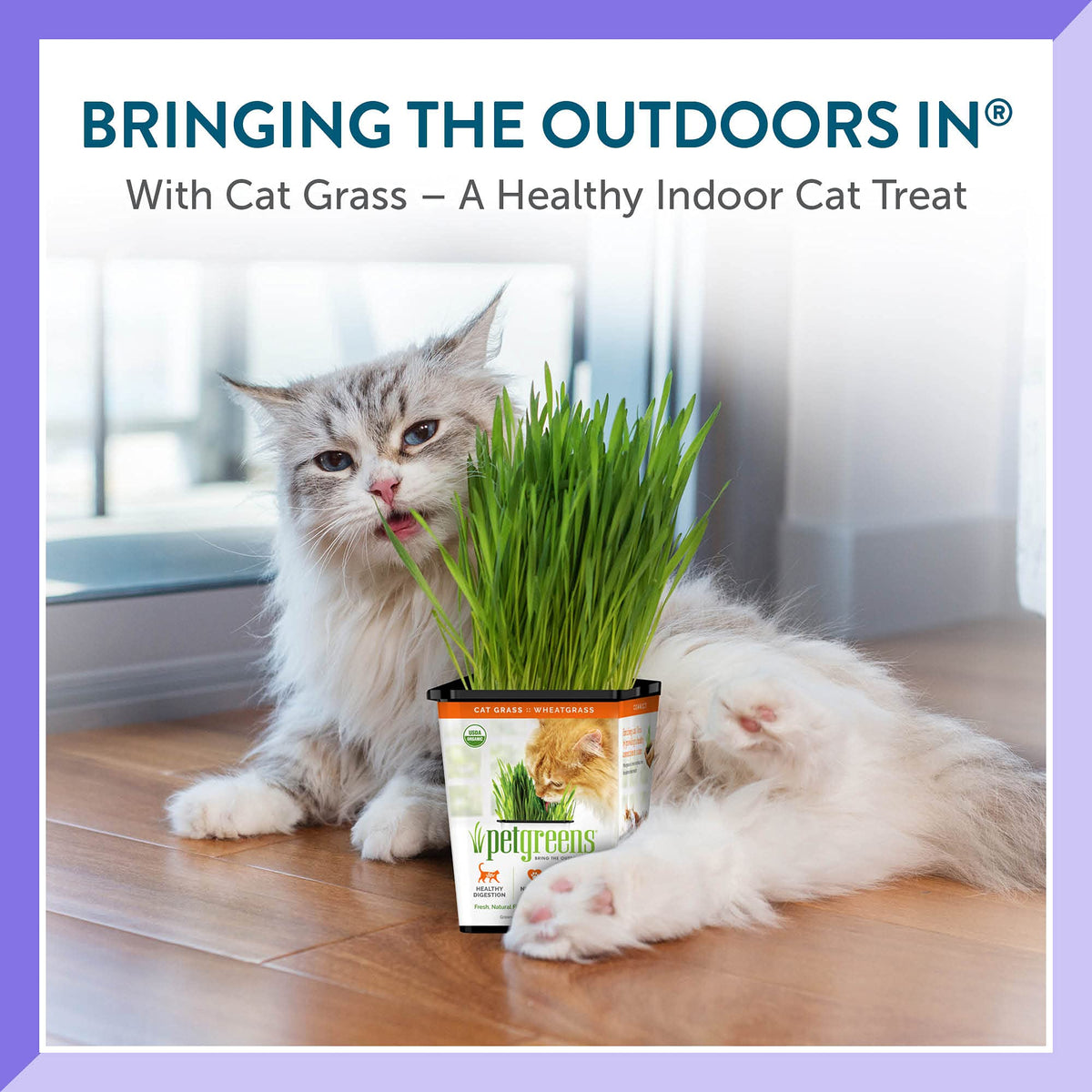 Organic Cat Grass Plant with Stand 3 Pack J673