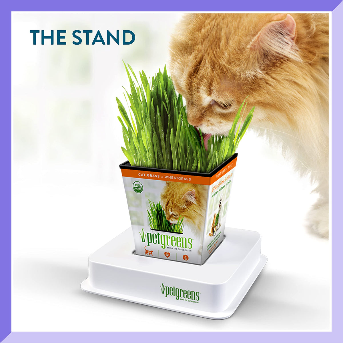 Organic Cat Grass Plant with Stand 3 Pack J673