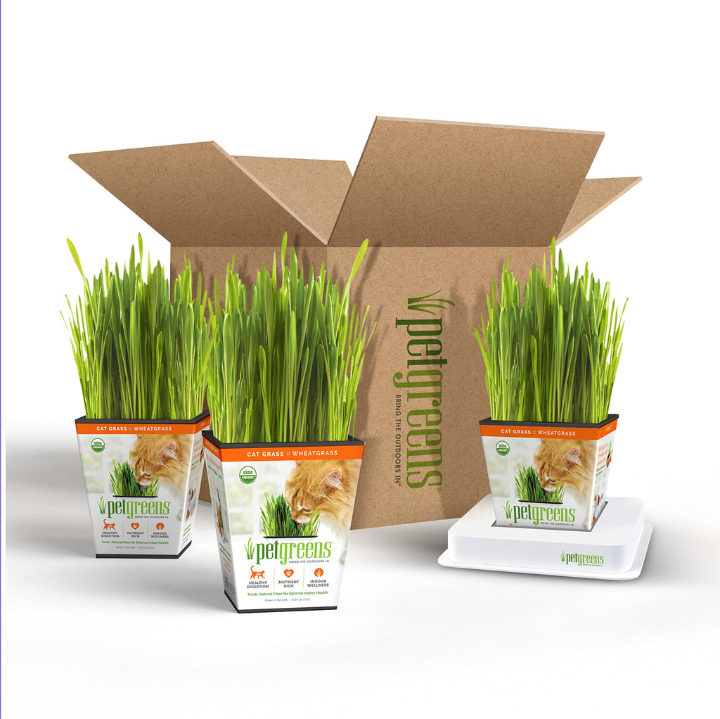 Organic Cat Grass Plant with Stand 3 Pack J673