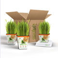 Organic Cat Grass Plant with Stand 3 Pack J673